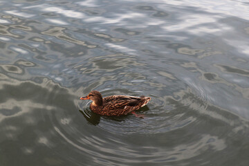 duck floating on water