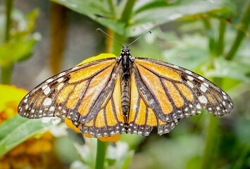 Monarch Butterfly Pollinates Garden Flowers in Macro