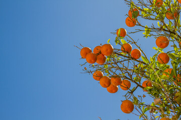 Ripe oranges on tree with blossoms, leaves and blue sky (copy space), Ibiza island, Spain