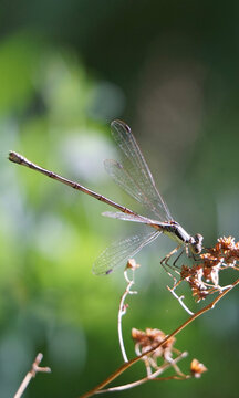 Damselfly Sits Pretty in Beautiful Pose in Macro Garden Photos