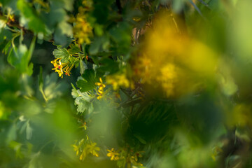 Spring blossom in the garden 