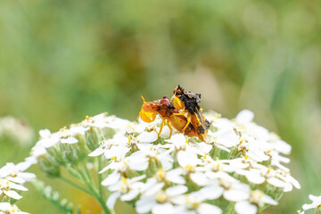 Ambush Bugs Mate on White Garden Flowerin Macro
