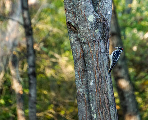 Woodpecker Hunts for Food in Maine Forest