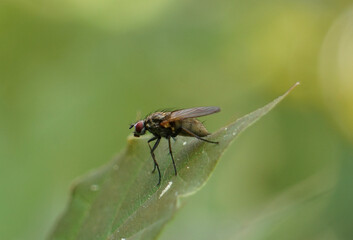 Fototapeta premium Fly Poses in Stunning Macro on Leaf with Bokeh Background