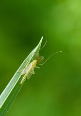 Macro Mosquito Rests on Blade of Grass with Soft Green Background Blur