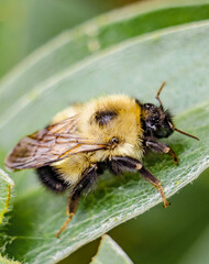 Macro Bee Pollinates Garden Flowers, Pink, Purple, Green