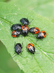 Stink Bug Nymphs gather on a leaf in macro
