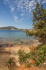 Small hidden beach with pine trees at Santa Eulalia del Rio, Ibiza island, Balearic islands, Spain