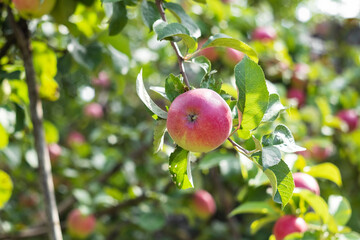 Fresh ripe red apple on a pple tree in the orchard on a sunny day. Lush apple tree. Apple harvest.