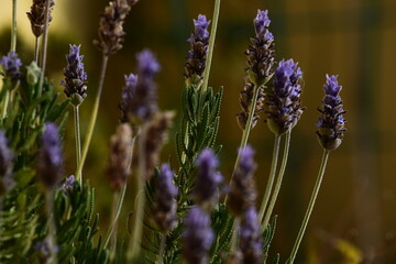 DETALLE DE FLORES DE LA PLANTA LAVANDA SERRATA