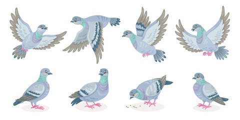 Set of eight gray doves in different poses. Pigeons fly, sit, peck. In cartoon style. Isolated on white background. Vector flat illustration.
