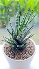 Succulent plant(Zebra Haworthia) with Japanese soil mixed in white pot and blur background.