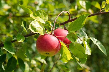 Apple orchard. Branch with ripe red apple. Garden product. Harvesting. Healthy eating.