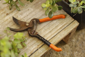 pruning shears