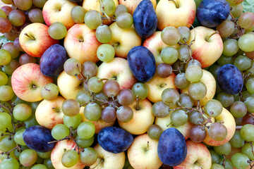 Background of fresh ripe fruits - apples, plums and grapes