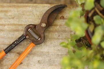 pruning shears
