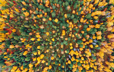 Aerial drone footage of the Siberian taiga. Colorful autumn landscape.Top view of the autumn forest.