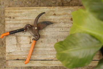 pruning shears