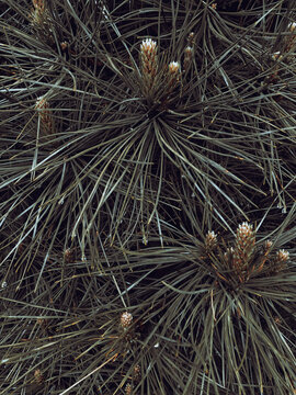 close up of pine needles