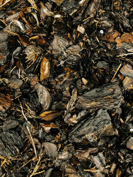 Wood texture, bark, brown pattern, nature surface

