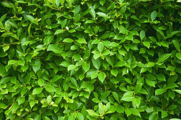 Beautiful green leaf pattern background wall (Ficus annulata) and natural background wall. Suitable for use in fair design. Natural background and text copy space