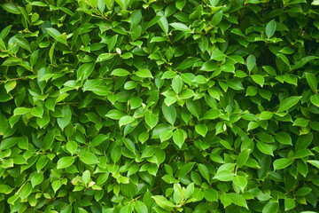 Fototapeta na wymiar Beautiful green leaf pattern background wall (Ficus annulata) and natural background wall. Suitable for use in fair design. Natural background and text copy space