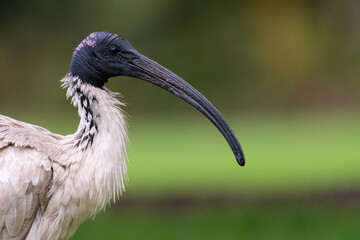 Australian white ibis (Threskiornis molucca) closeup portrait, Sydney, Australia
