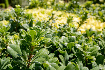 Background of green and yellow leaves in sunlight