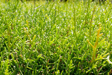 Small twigs on green cedar shrub in sunlight  
