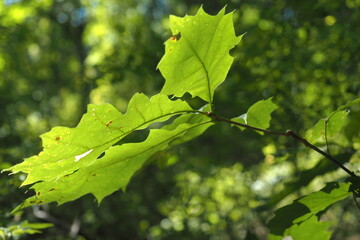 The bright green leaves have the sun shining on the bottom of the leaves.