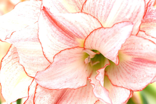 Pink and white flower of Amarillys plant