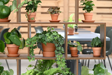 Green plants in pots decorated in a rack.