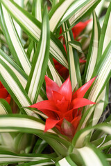 Bromelia flower red beautiful natural isolated on red background.