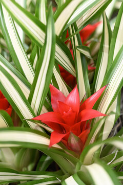 Bromelia flower red beautiful natural isolated on red background.