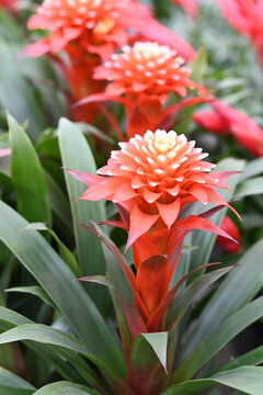 Bromelia flower red beautiful natural isolated on red background.