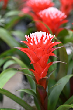 Picturesque blossoming of a beautiful Guzmania flower.