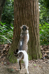 京都 伏見稲荷大社の森で爪を研ぐ野良猫