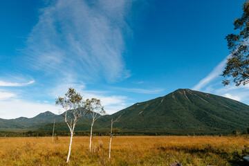 白樺の木と草紅葉
