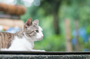 京都 伏見稲荷大社の森でリラックスする野良猫