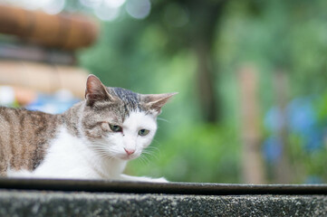 京都 伏見稲荷大社の森でリラックスする野良猫