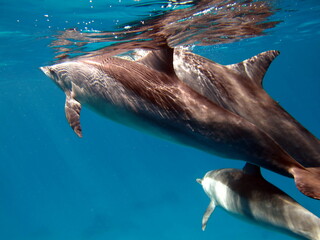 Dolphins. Spinner dolphin. Stenella longirostris is a small dolphin that lives in tropical coastal...