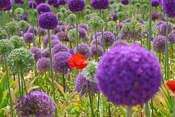 Giant Onion blooming and poppy in a field. - obrazy, fototapety, plakaty