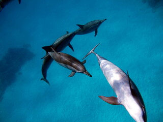 Dolphins. Spinner dolphin. Stenella longirostris is a small dolphin that lives in tropical coastal waters around the world. 