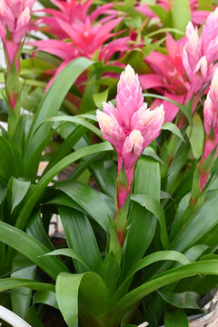 Bromelia flower red beautiful natural isolated on red background.