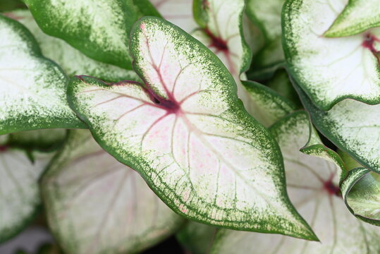 Caladium plant with beautiful heart shape leaves