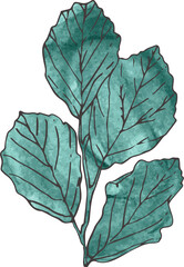 Image of drawing of green leaves on stem