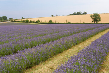 Fototapeta na wymiar different kinds of lavenders blossom on lavender field