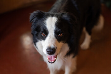 Funny portrait of puppy dog border collie indoors. Cute pet dog resting playing at home. Pet animal life concept