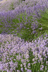 Fototapeta na wymiar different kinds of lavenders blossom on lavender field