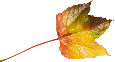 Illustration of red, green, orange and yellow autumn leaf